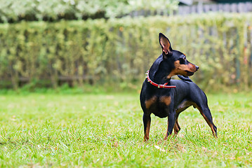 Image showing Portrait of a red miniature pinscher dog