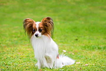 Image showing Portrait of a papillon purebreed dog