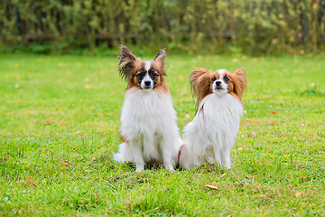 Image showing Portrait of a papillon purebreed dogs