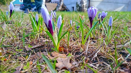 Image showing Spring Blooming Crocus in Early Spring