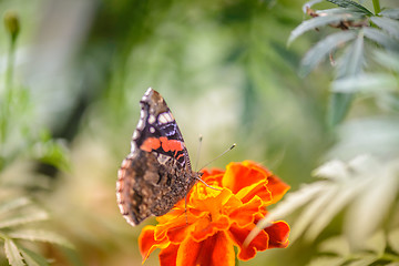 Image showing Colorful orange butterfly