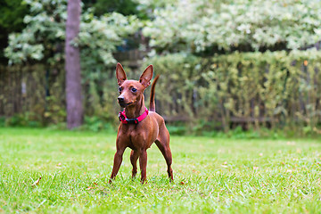 Image showing Portrait of a red miniature pinscher dog