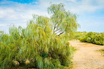 Image showing Trees and gravel road between in Portugal