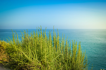 Image showing Green bush against the blue sky in Portugal