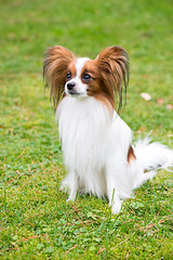 Image showing Portrait of a papillon purebreed dog