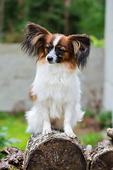 Image showing Portrait of a papillon purebreed dog