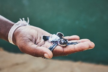 Image showing Rescue of one day old green turtle