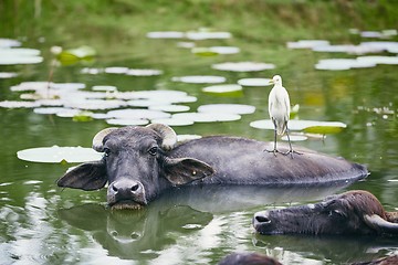 Image showing Cooperation between water buffalo and bird