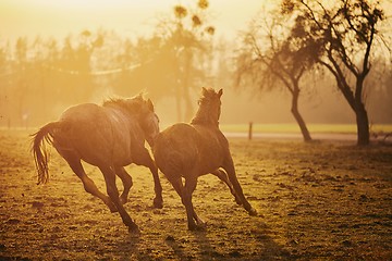 Image showing Two horses at sunset