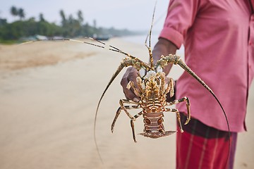 Image showing Fisherman showing lobster