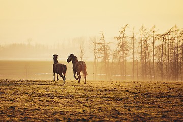 Image showing Two horses at sunset