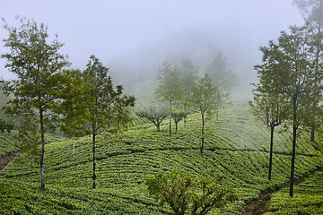 Image showing Tea plantations in clouds