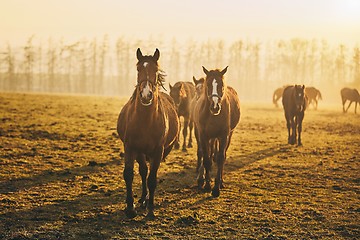 Image showing Herd of horses at sunset