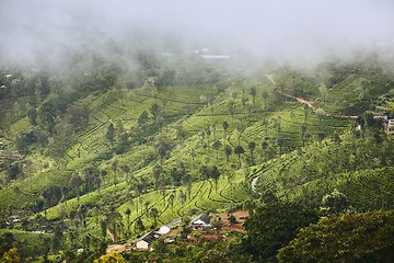 Image showing Tea plantations in clouds