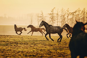 Image showing Herd of horses at sunset