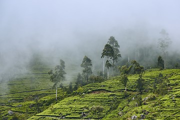 Image showing Tea plantation in clouds