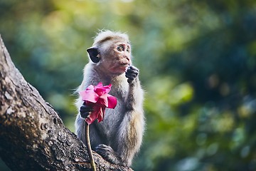 Image showing Group of cute monkeys