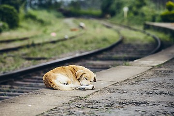 Image showing Loyalty dog sleeping at train station