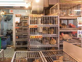 Image showing Chickens in Cages