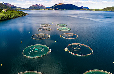 Image showing Farm salmon fishing