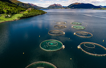 Image showing Farm salmon fishing