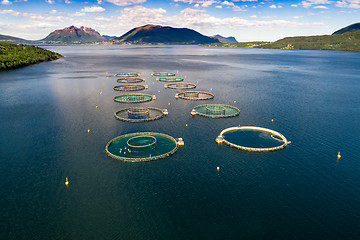 Image showing Farm salmon fishing