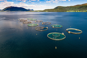 Image showing Farm salmon fishing