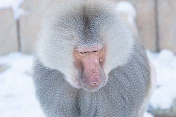 Image showing Close up of male hamadryas baboon