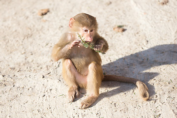 Image showing Baby baboon sitting