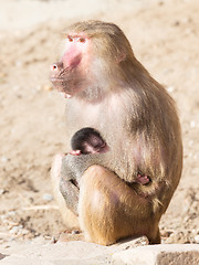 Image showing Baboon mother and her little one