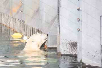 Image showing Close-up of a polarbear (icebear)