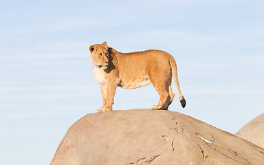 Image showing Lioness watching from a rock