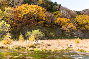 Image showing Swamp in Autumn season