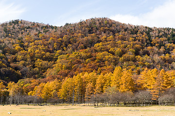 Image showing Beautiful forest in autumn