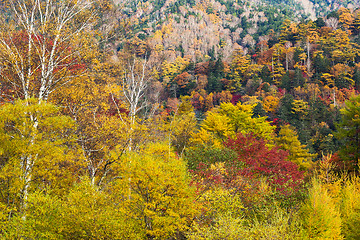 Image showing Autumn forest