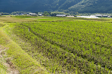 Image showing Fresh Rice field 