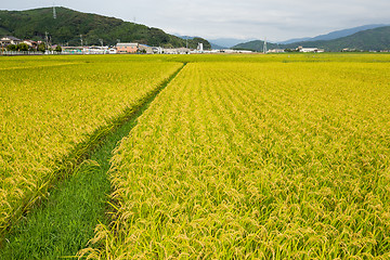 Image showing Rice farm