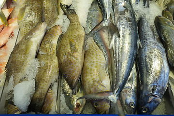 Image showing Variety of raw fresh fish