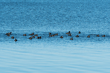 Image showing Coots together in a flock