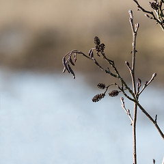 Image showing Blossom alder tree