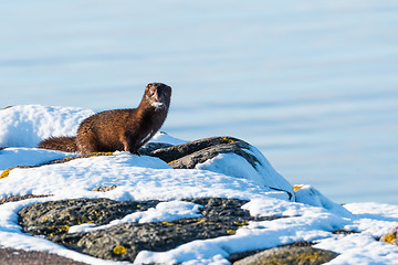 Image showing One courious mink in winter season