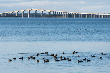 Image showing Flock with Coots in the Baltic Sea