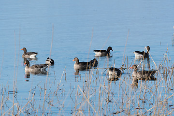 Image showing Greylag Geese in the reeds