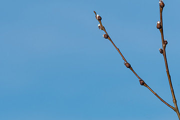 Image showing Willow catkins by a blue sky