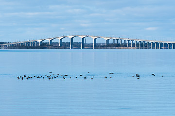 Image showing Overwintering flock with Coots