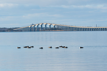 Image showing Resting Canadian Geese in the Baltic Sea