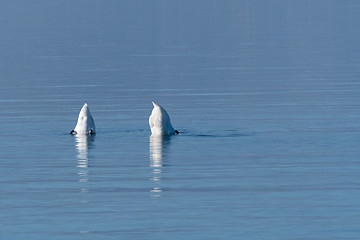 Image showing Swans grazing upside down