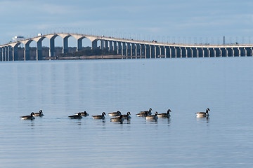 Image showing Flock with Canadian Geese