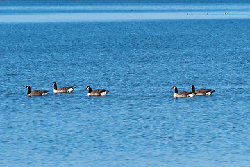 Image showing Flock with swimming Canadian Geese