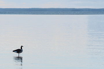 Image showing Canadian Goose standing in the water